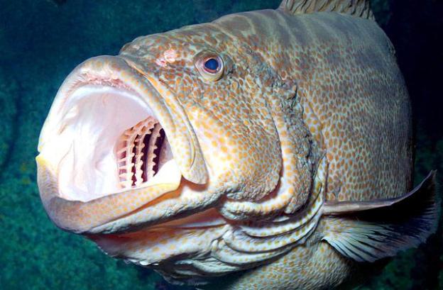 animals-blackgrouper-slide1-web.jpg
