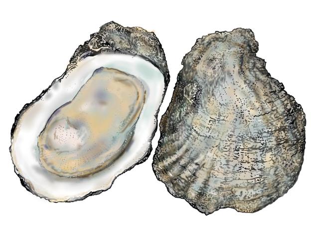 oysters_hres.jpg